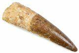Fossil Spinosaurus Tooth - Real Fossil Tooth #373966-1